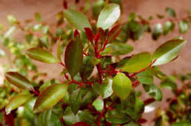 Vibrant Khat plant leaves, highlighting the source of its subtle flower essence and the unique khat benefits for calming the nervous system.