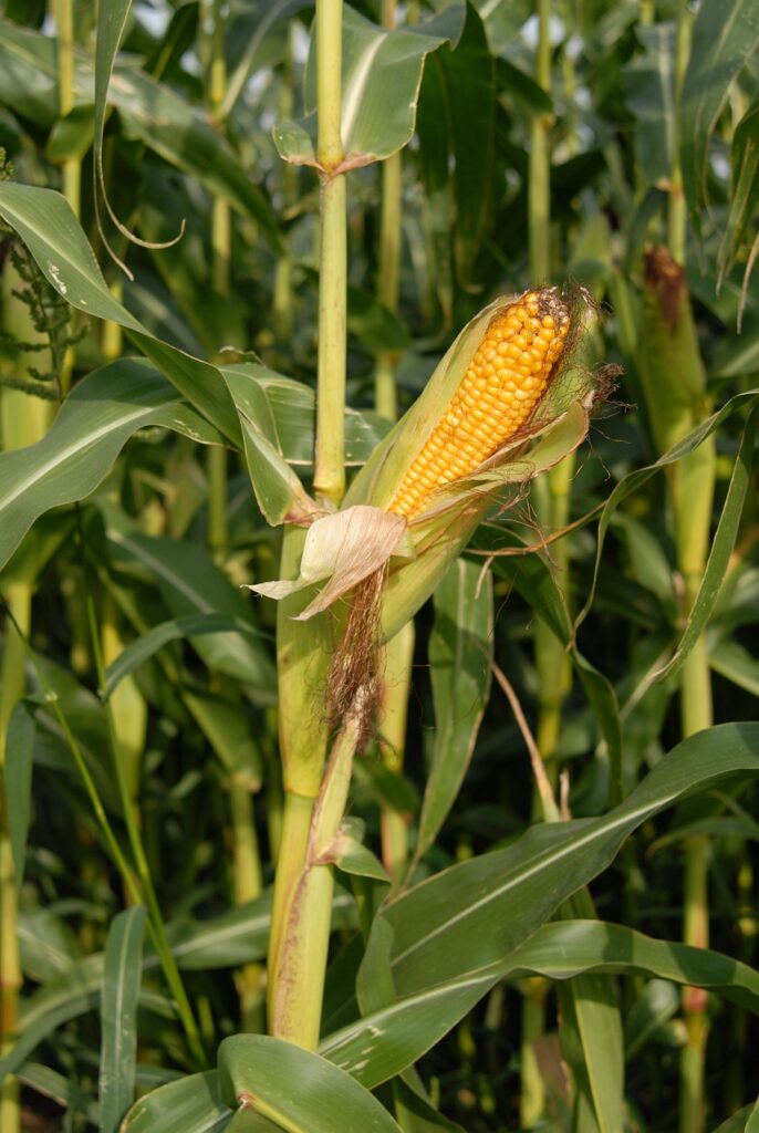 Close-up of organic corn used in the creation of potent corn flower essence, a remedy for stress and karmic healing.
