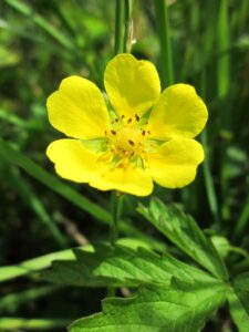 Tormentil (Potentilla erecta), a powerful natural remedy, supports digestive health, promotes wound healing, and soothes skin naturally. Close-up of Potentilla erecta (common tormentil) blossom — a Tormentil natural remedy used for digestive relief, wound healing, and skin care.