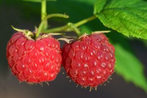 Red, ripe raspberries on a bush, captured in a close-up that highlights their fresh, cute, and juicy texture. A close-up shot of ripe, fresh raspberries growing on a bush in a German garden. These juicy, red berries are a symbol of summer and offer great health benefits of berries, including their high vitamin content.