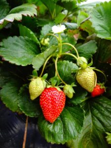 A photo of strawberries, with one of the best sources of iron and calcium. A photo of strawberries, with one of the best sources of iron and calcium.