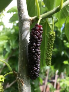 Close-up of sweet, juicy mulberry fruits, emphasizing their natural richness. As a highly valued fruit, the mulberry delivers potent antioxidants and vitamins. Fresh, palatable mulberries. This fruit is prized for its sweet taste and provides excellent dietary fiber and nutrients, reinforcing the many health benefits of berries.