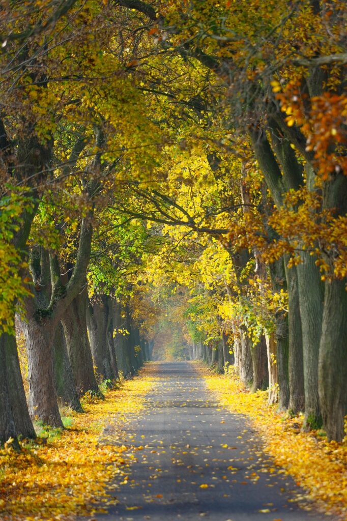 autumn, road, trees, avenue, village, kuyavian-pomeranian voivodeship, nature, alley, poland, landscape, fall, road, village, nature, nature, nature, nature, nature, landscape. about pathway to a healthy lifestyle