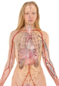 The Cardiovascular Target: This image shows how tobacco smoke directly attacks the heart and blood vessels, illustrating the critical health effects of tobacco smoking that lead to coronary disease and stroke. An anatomical illustration of the human cardiovascular system, highlighting the damage to the heart and arteries that demonstrates the severe health effects of tobacco smoking, including endothelial dysfunction and plaque buildup.