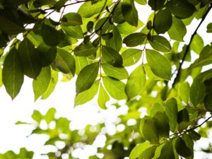 Fresh green leaves are backlit by sunlight, creating a natural and vivid scene. A photo showing green leaves being lit by sunlight, to manufacture food for animals, thus showing the wonders of plant and animal life.