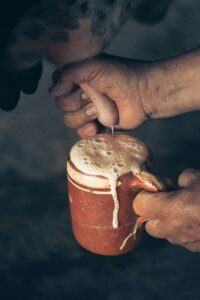 The photo shows a cow being milked, suggesting that contamination  is essential factor in the relationship between milk and tuberculosis.