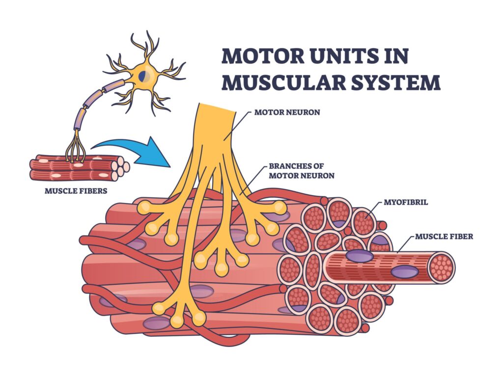 Diagram showing the connection between a motor neuron and a muscle fiber. Detailed illustration of a motor unit showing efferent nerves connecting to and activating skeletal muscles, visually demonstrating how movement is controlled through the nervous system and mind connection.