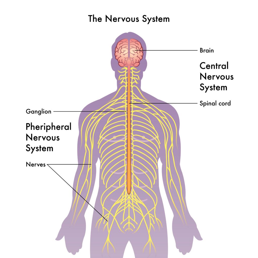 The Human Nervous System — illustrating how the brain, spinal cord, and peripheral nerves work together to form the foundation of the nervous system and mind connection. Detailed anatomical diagram showing the human brain, spinal cord, and peripheral nerves, visually explaining the nervous system and mind connection.