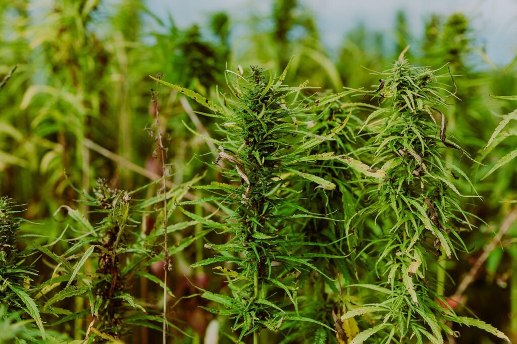 While it may look like a field of simple green plants, this cannabis plantation is the source of a complex chemical universe. The specific strain, growing conditions, and plant genetics determine the unique balance of THC, CBD, and hundreds of other cannabinoids that define its effects on the human body. A cultivated plantation of cannabis plants, showcasing the source of the diverse chemical compounds like THC and CBD discussed in this article.