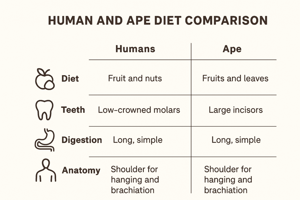 Comparison chart showing similarities between humans and apes in diet, teeth structure, digestion, and anatomy, supporting the fruit and nuts diet for humans.