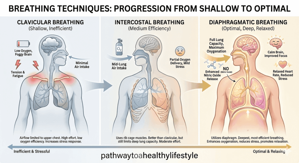 Comparison of clavicular, intercostal, and diaphragmatic breathing showing airflow, oxygen efficiency, and stress impact to illustrate the nose breathing benefits.